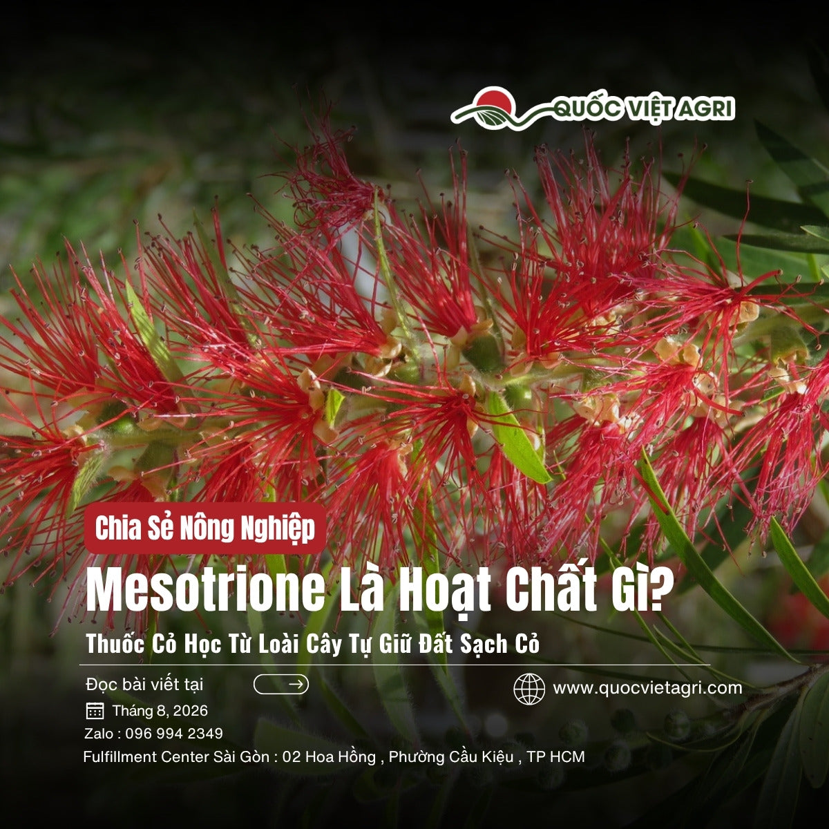 Bìa bài viết Mesotrione Là Hoạt Chất Gì? — hoa tràm liễu đỏ, Quốc Việt Agri