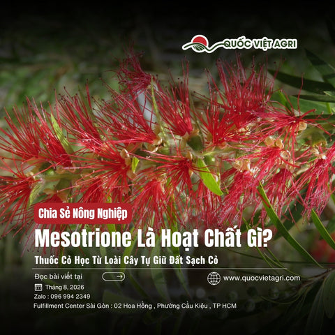 Mesotrione Là Hoạt Chất Gì? Thuốc Cỏ Ra Đời Từ Loài Cây Tự Diệt Cỏ Quanh Gốc