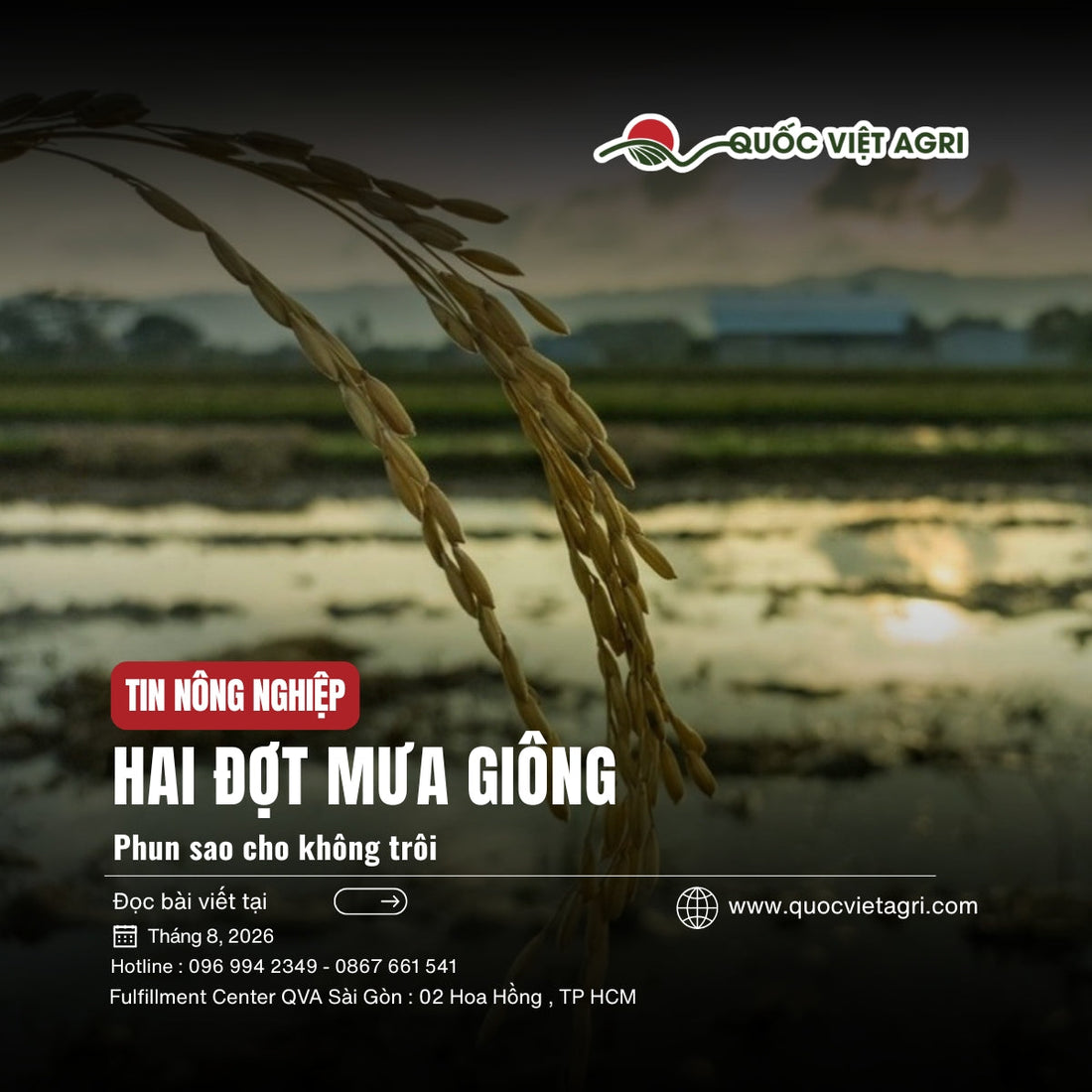 Ruộng lúa ngập nước ở ĐBSCL dưới trời mưa giông nửa đầu tháng 8