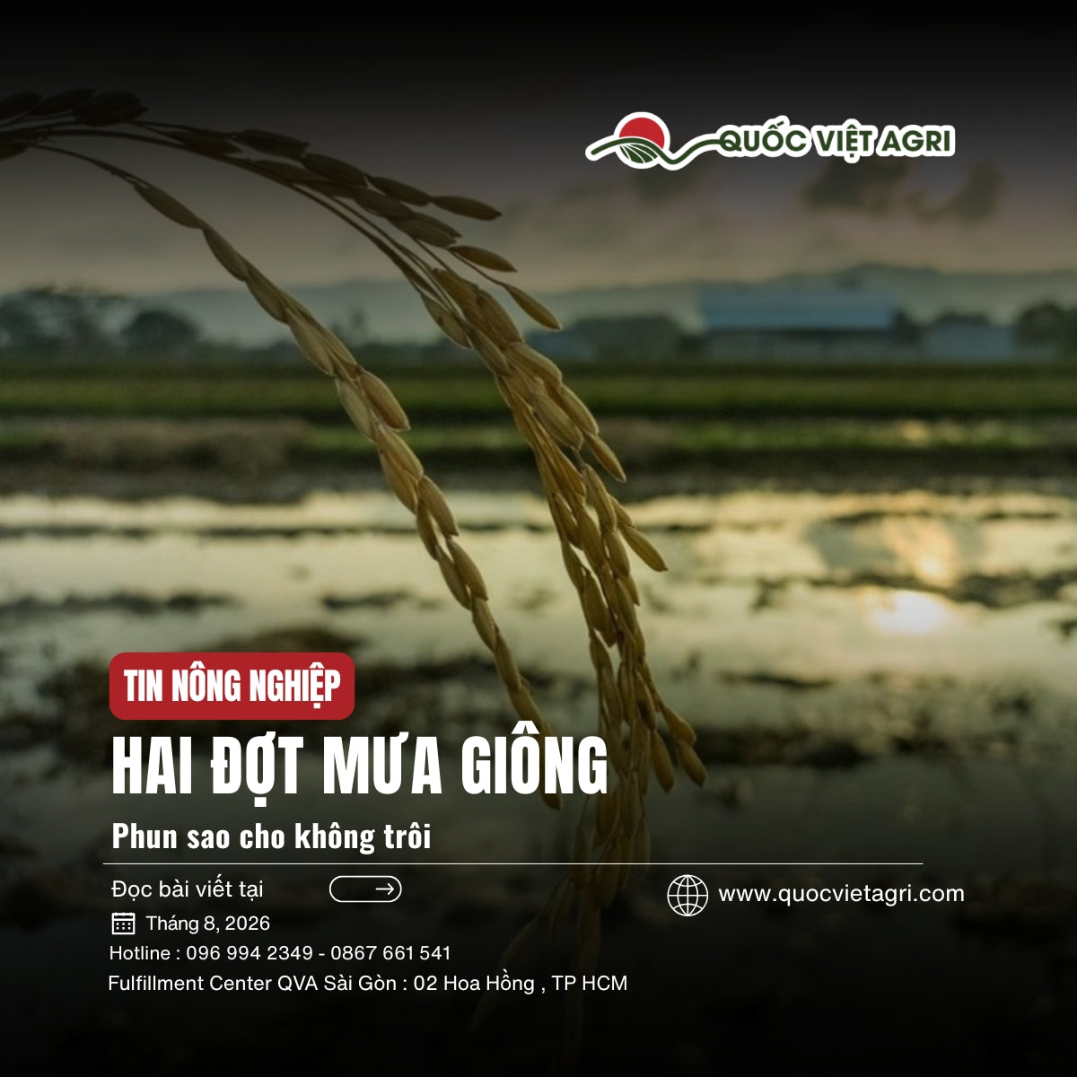 Ruộng lúa ngập nước ở ĐBSCL dưới trời mưa giông nửa đầu tháng 8