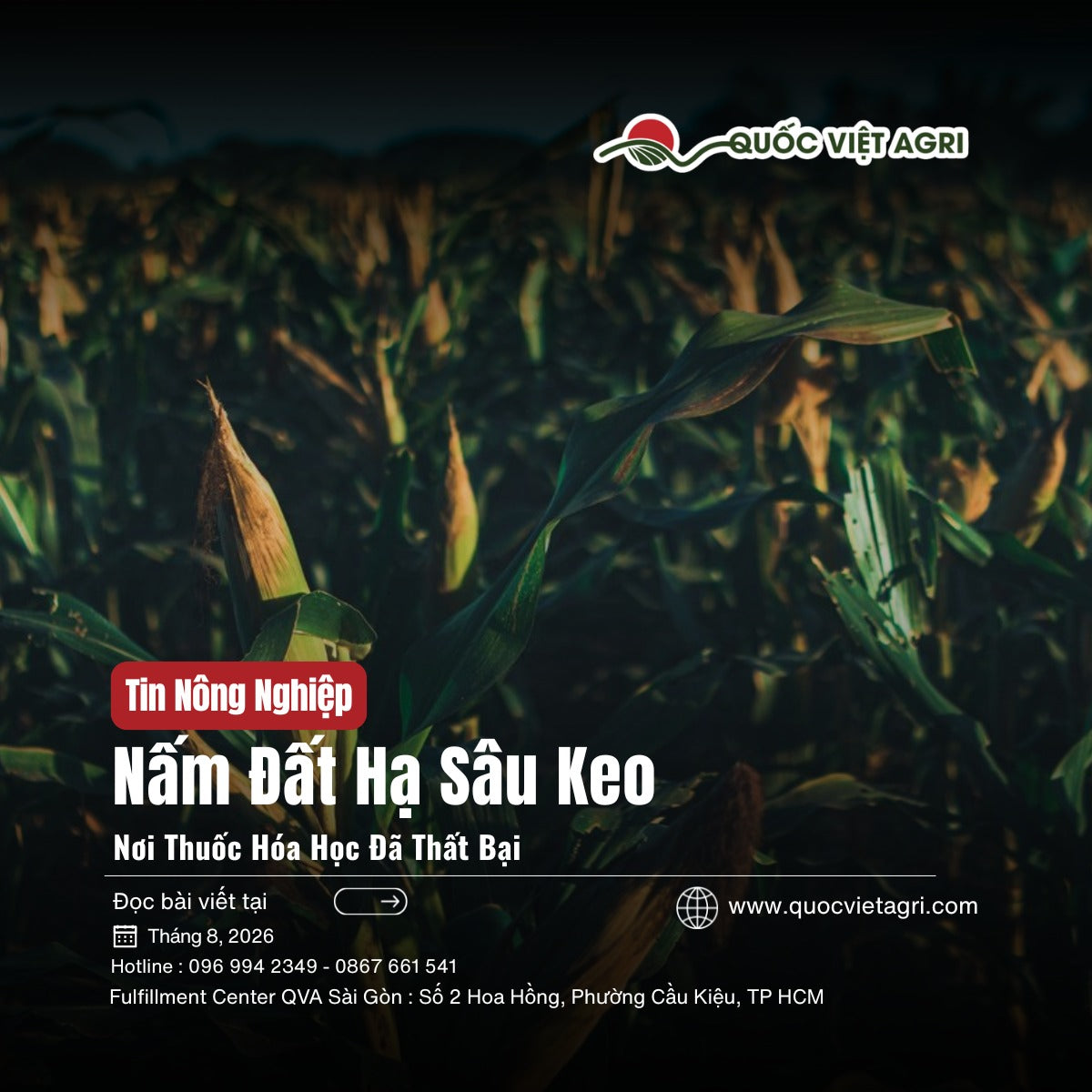 Ruộng ngô đang vào bắp lúc chiều muộn — ảnh bìa bài viết về nấm đất đối kháng trị sâu keo mùa thu.