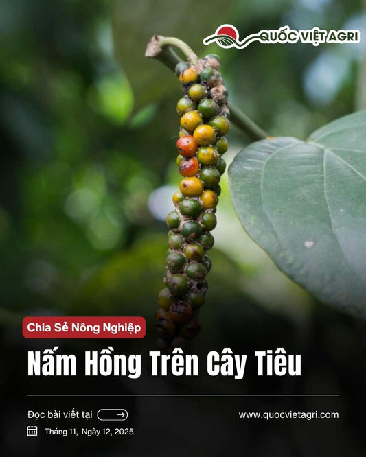hình ảnh nấm hồng trên cây hồ tiêu. bài viết về nấm hông nguyên nhân và cách giải quyết nấm hồng trên cây hồ tiêu cùng quốc việt agri.