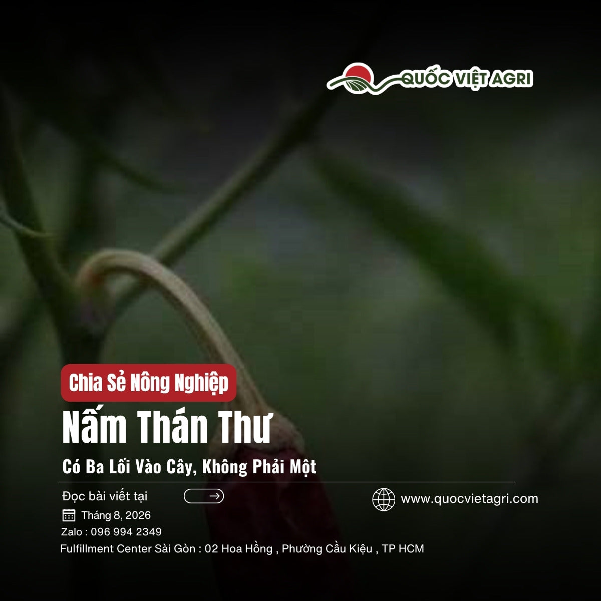 Nấm thán thư ba lối vào cây - ảnh bìa bài viết QVA