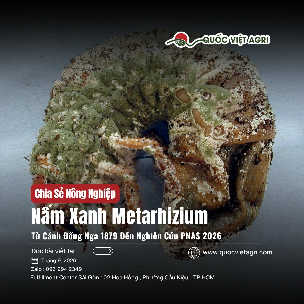 Ấu trùng bọ hung bị nấm xanh Metarhizium ký sinh, phủ lớp bào tử xanh lục — ảnh bìa bài viết Quốc Việt Agri