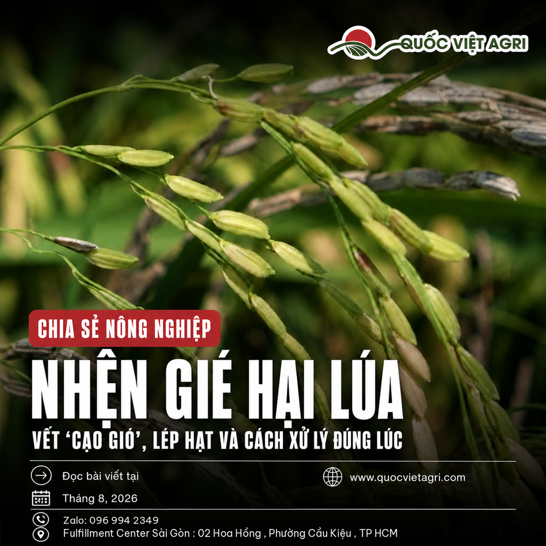 Nhện gié hại lúa - ảnh bìa bài viết QVA