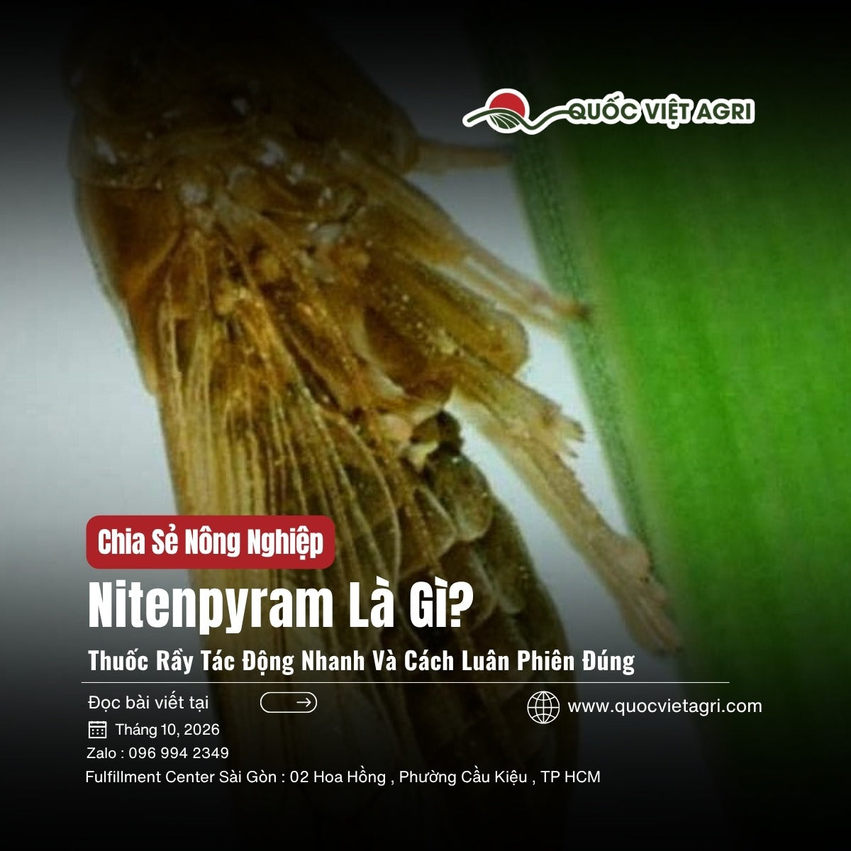 Nitenpyram là gì: rầy nâu trưởng thành bám trên thân lúa, ảnh bìa Quốc Việt Agri