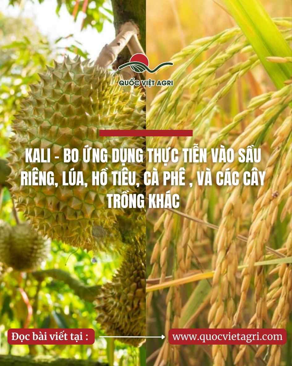Ảnh tiêu đề cho chủ đề kali bo trên sầu riêng, lúa, hồ tiêu và cà phê; dùng làm hình chia sẻ mạng xã hội của bài viết.