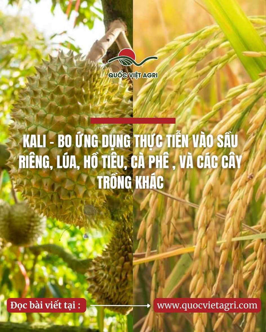 Ảnh tiêu đề cho chủ đề kali bo trên sầu riêng, lúa, hồ tiêu và cà phê; dùng làm hình chia sẻ mạng xã hội của bài viết.