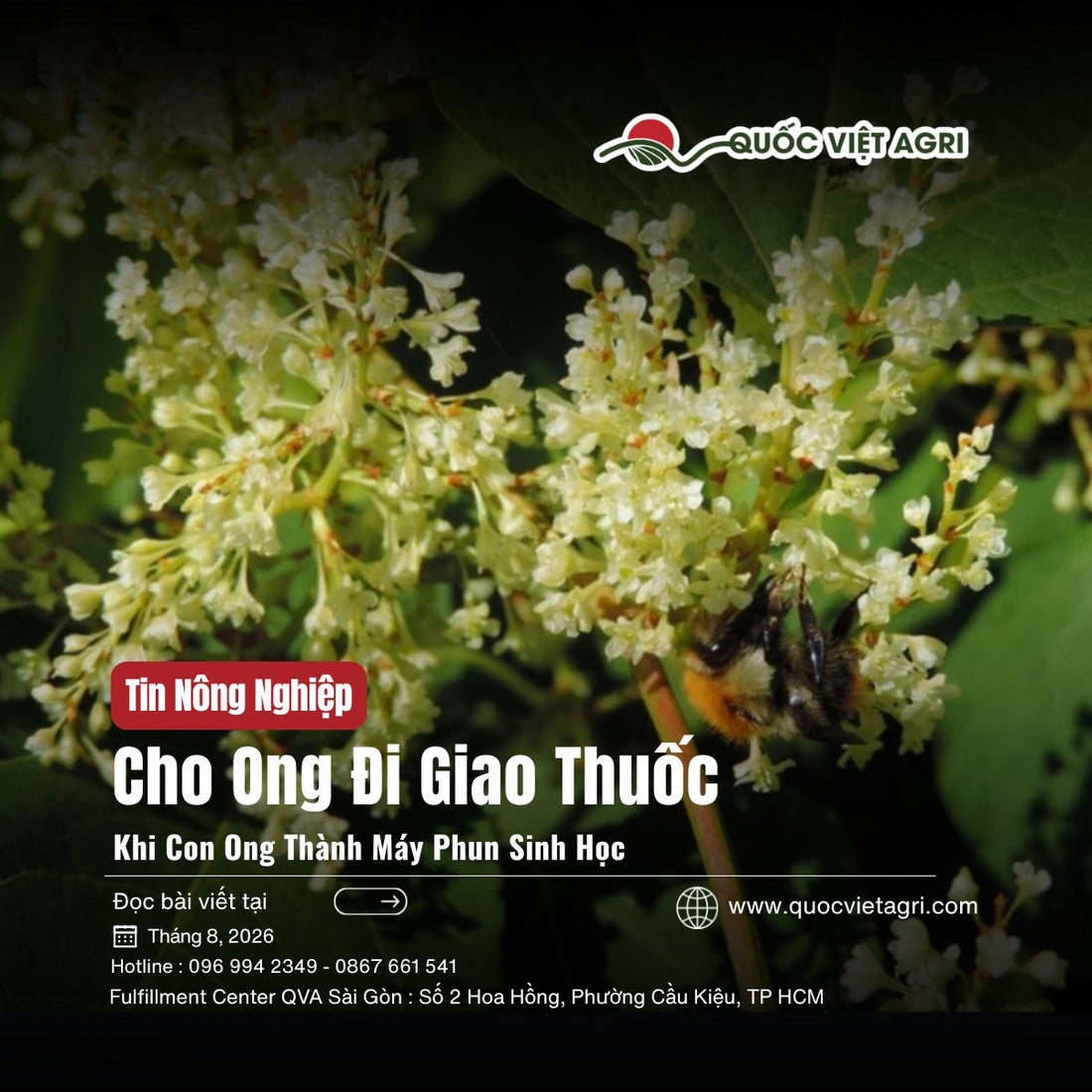 Ong nghệ đậu trên chùm hoa trắng — ảnh bìa bài viết về kỹ thuật cho ong mang nấm đối kháng đi gieo.