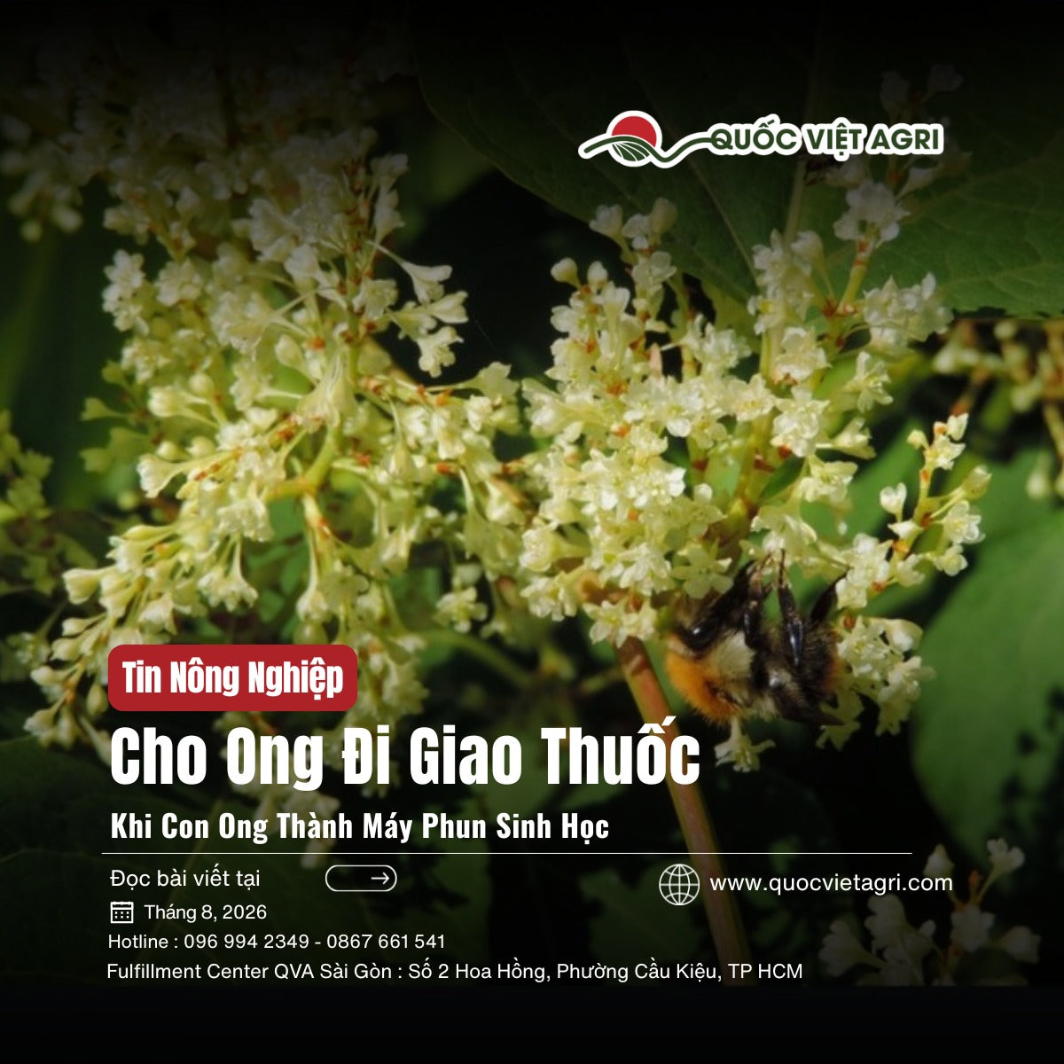 Ong nghệ đậu trên chùm hoa trắng — ảnh bìa bài viết về kỹ thuật cho ong mang nấm đối kháng đi gieo.