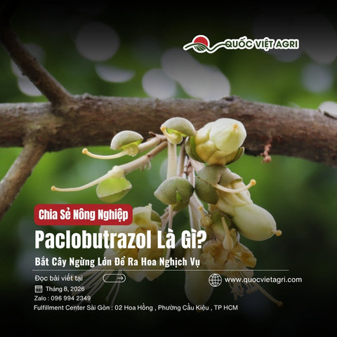 Paclobutrazol Là Gì? Hoạt Chất Bắt Cây Ngừng Lớn Để Ra Hoa Nghịch Vụ