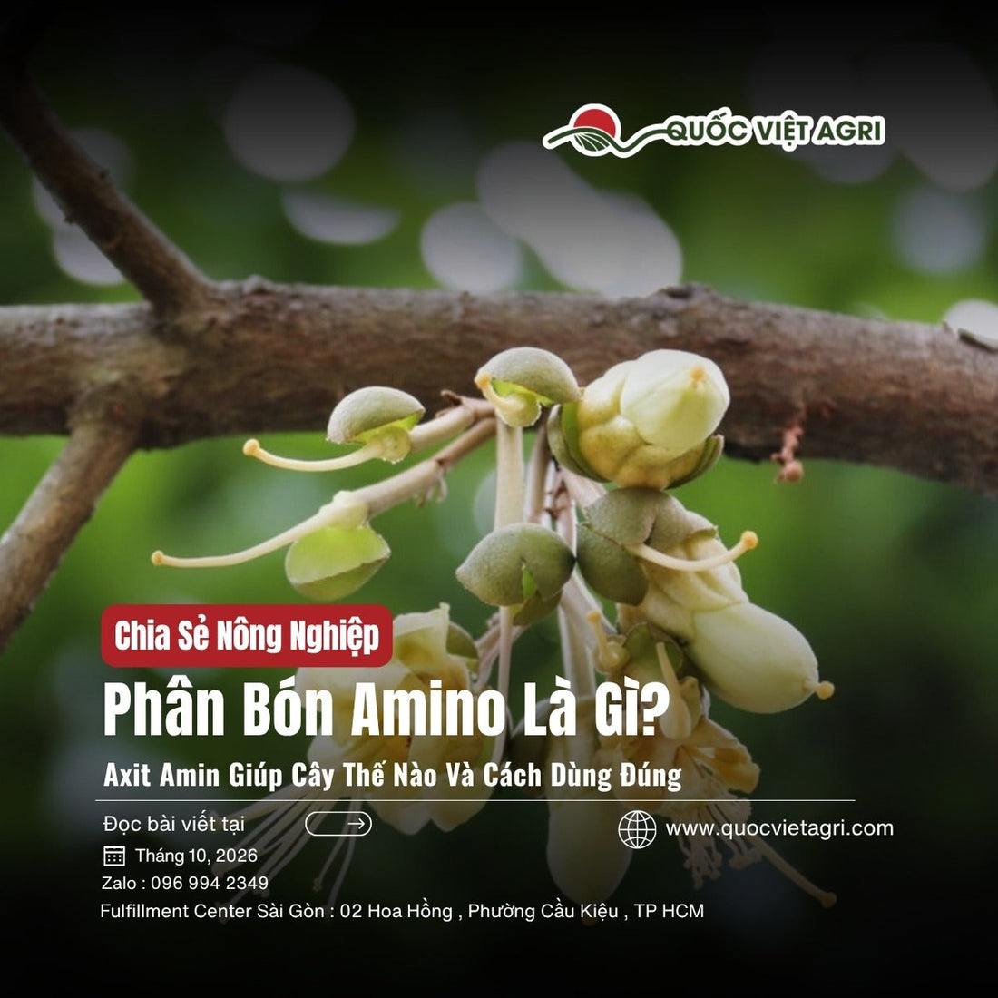 Phân bón amino là gì: chùm hoa và nụ sầu riêng trên cành, ảnh bìa Quốc Việt Agri