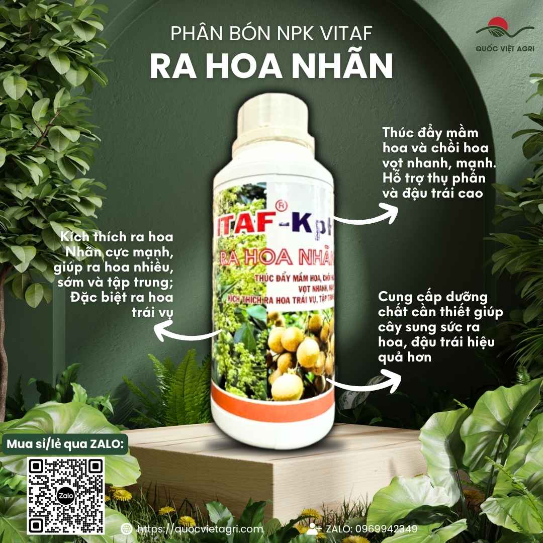 Chai VITAF Ra Hoa Nhãn 500ml/1L của Quốc Việt Agri — phân bón lá kích ra hoa nhãn nghịch vụ, bông mập, vươn dài.