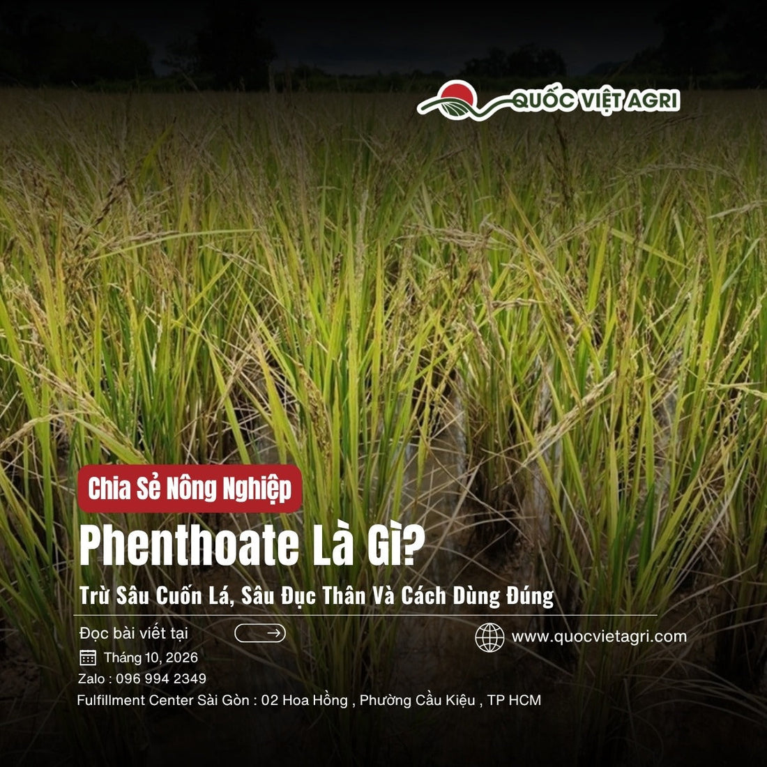 Phenthoate là gì: ruộng lúa giai đoạn trổ chín, nơi thăm đồng kiểm tra sâu cuốn lá, sâu đục thân, ảnh bìa Quốc Việt Agri