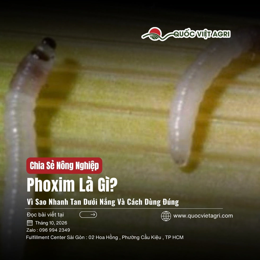 Phoxim là gì: ấu trùng sâu đục thân non trên bẹ lá lúa, ảnh bìa Quốc Việt Agri