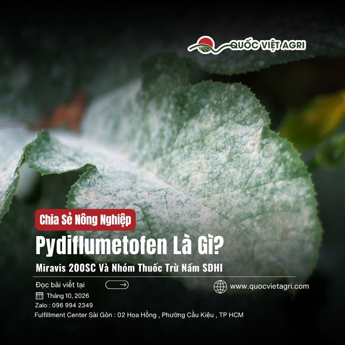Pydiflumetofen là gì – lá bí bị bệnh phấn trắng