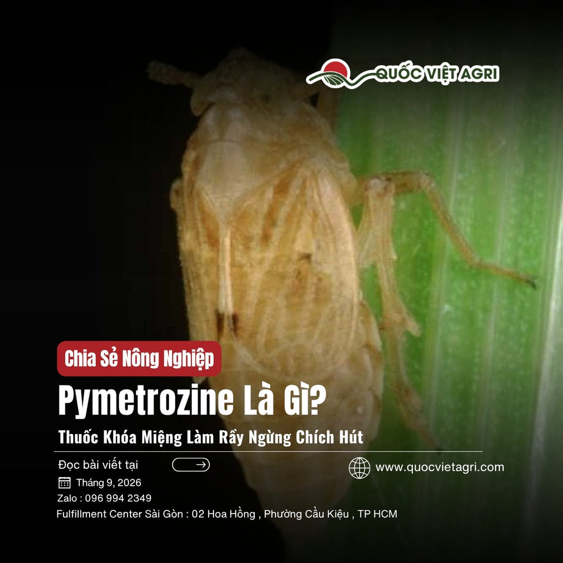 Bìa bài viết Pymetrozine Là Gì? — rầy nâu bám trên bẹ lá lúa, Quốc Việt Agri