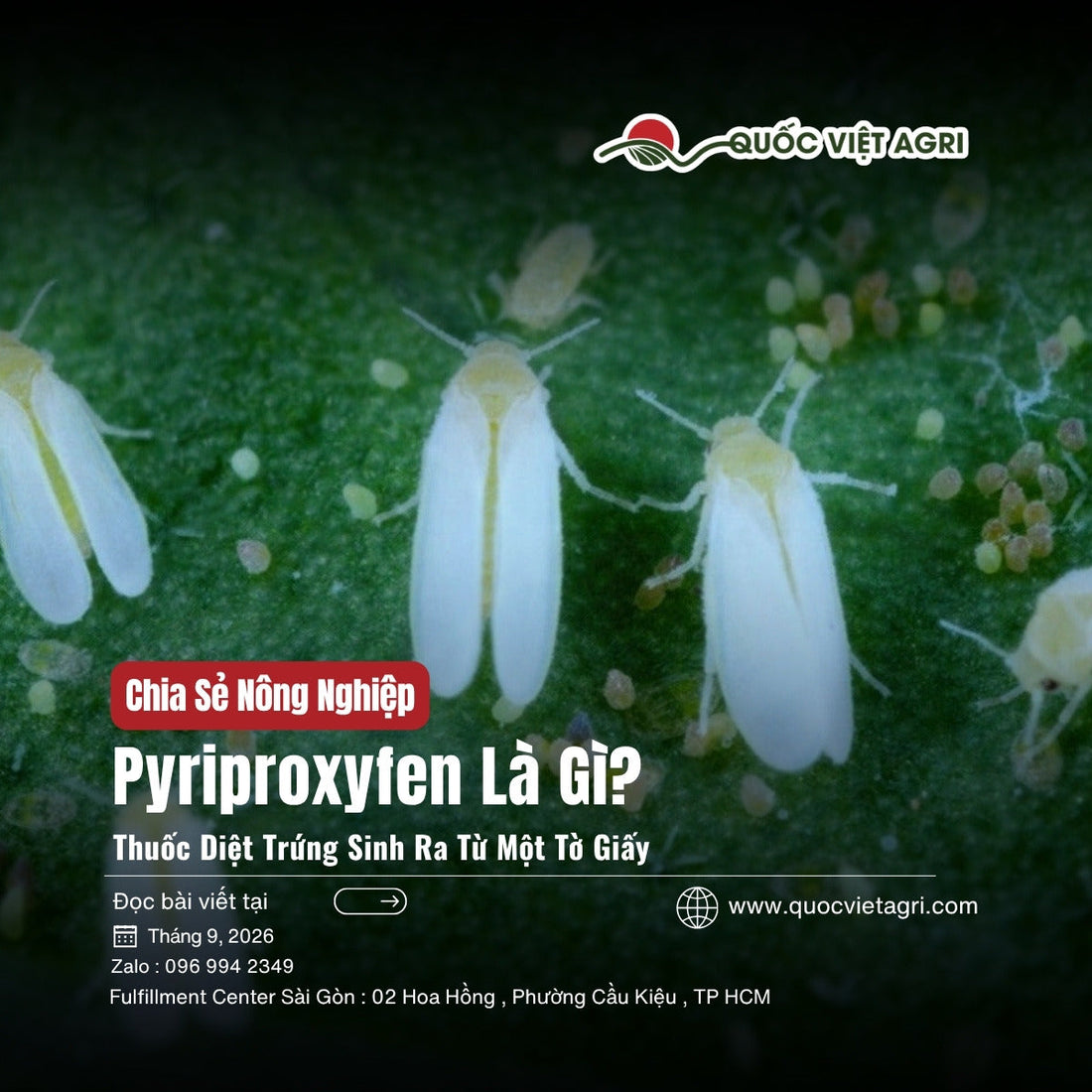 Bìa bài viết Pyriproxyfen Là Gì? — bọ phấn trắng cùng trứng trên mặt lá, Quốc Việt Agri