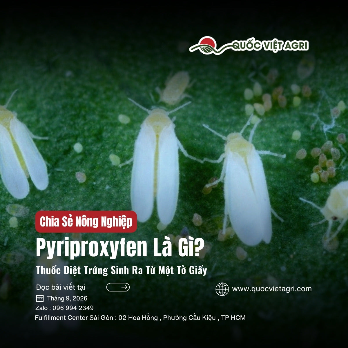 Bìa bài viết Pyriproxyfen Là Gì? — bọ phấn trắng cùng trứng trên mặt lá, Quốc Việt Agri