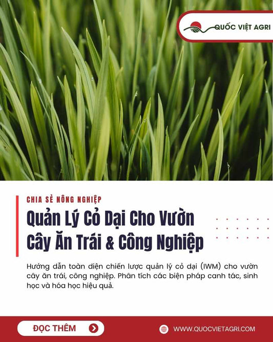 Ảnh bìa của Quốc Việt Agri cho bài viết về quản lý cỏ dại cho vườn cây ăn trái và công nghiệp, minh họa một vườn cây bị cỏ mọc nhiều