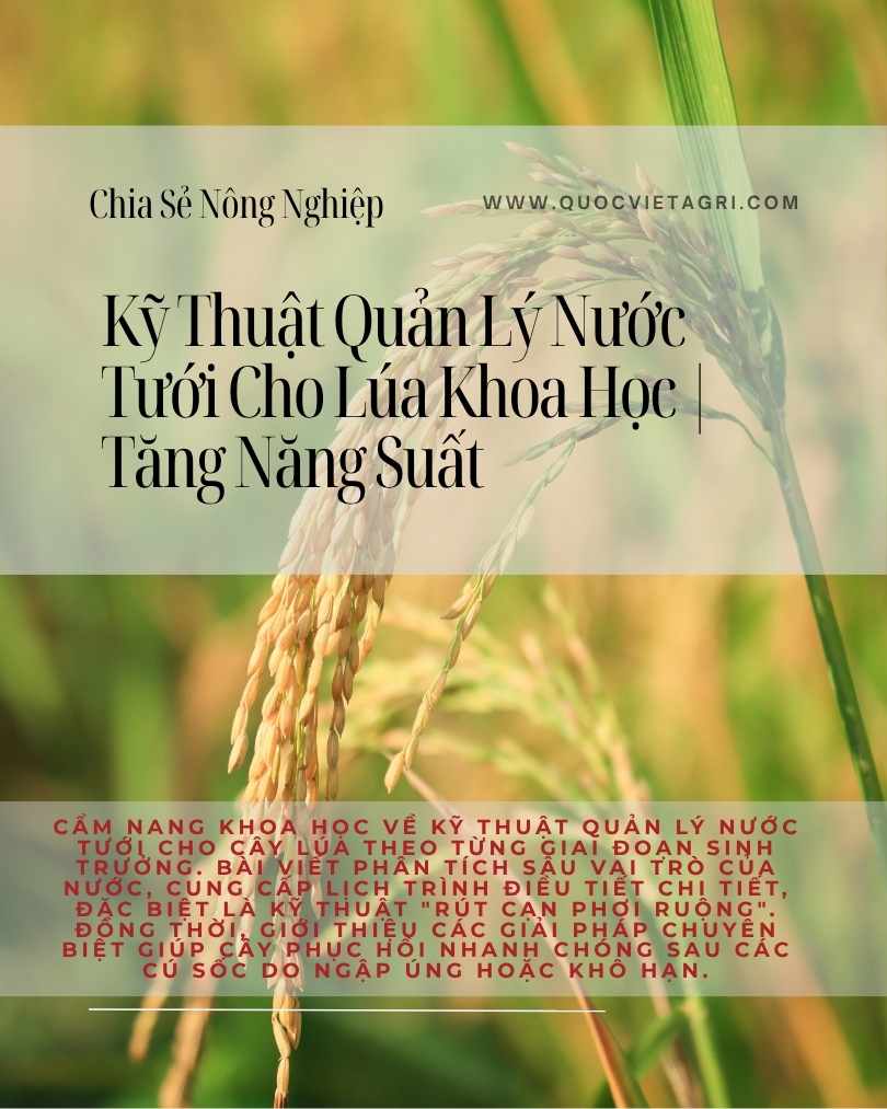 Infographic về kỹ thuật quản lý nước tưới cho lúa khoa học để tăng năng suất, với hình ảnh một bông lúa vàng trĩu hạt.
