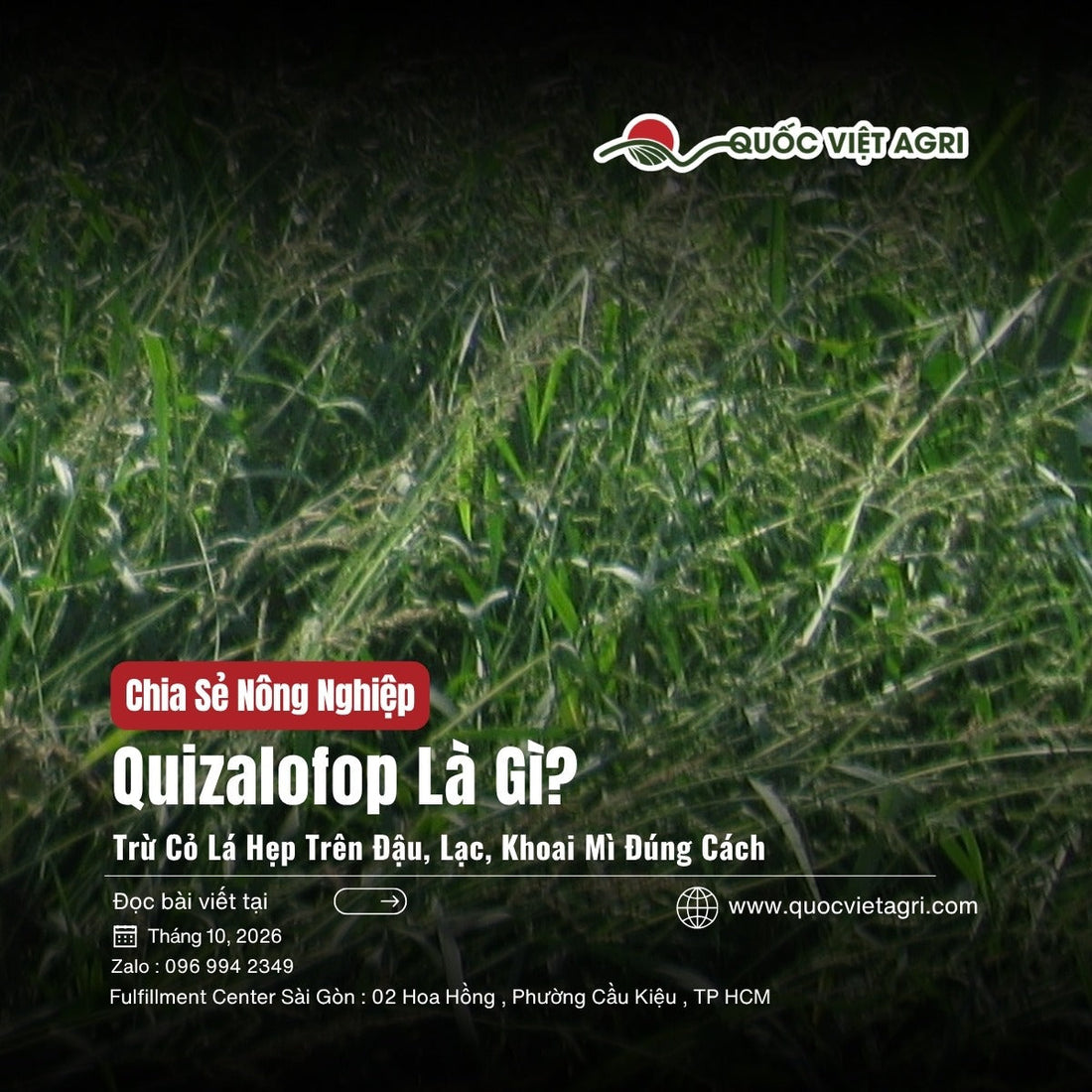 Quizalofop là gì: cỏ lá hẹp (cỏ lồng vực) trổ bông mọc dày, ảnh bìa Quốc Việt Agri