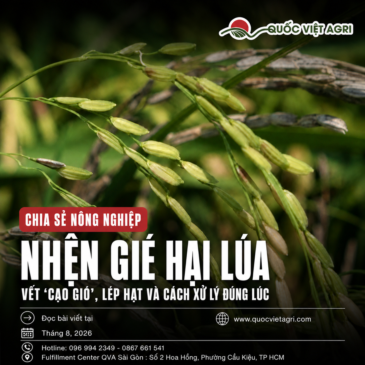 Bông lúa có hạt biến màu — ảnh bìa bài Nhện Gié Hại Lúa của Quốc Việt Agri