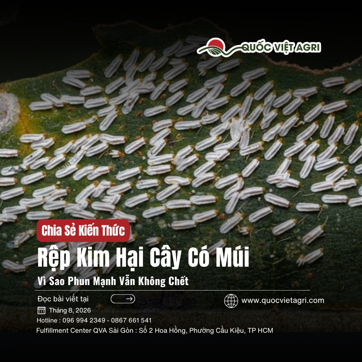 Quần thể rệp kim trắng bám dày đặc trên mặt lá cây có múi — ảnh bìa bài viết về rệp kim Unaspis citri.