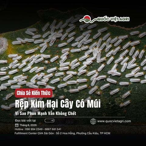 Rệp Kim Hại Cây Có Múi: Vì Sao Phun Thuốc Mạnh Vẫn Không Chết