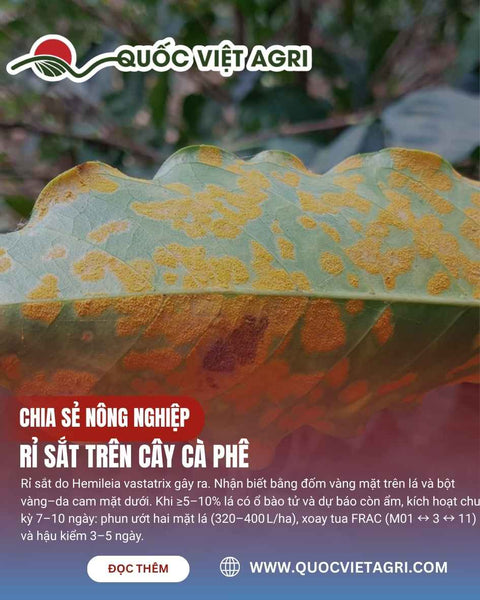Rỉ sắt trên cây cà phê: nhận diện và phòng trừ.