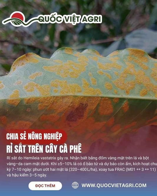 Rỉ sắt cà phê (Hemileia vastatrix) với bột vàng–da cam phủ mặt dưới lá, dấu hiệu điển hình trong mùa mưa.