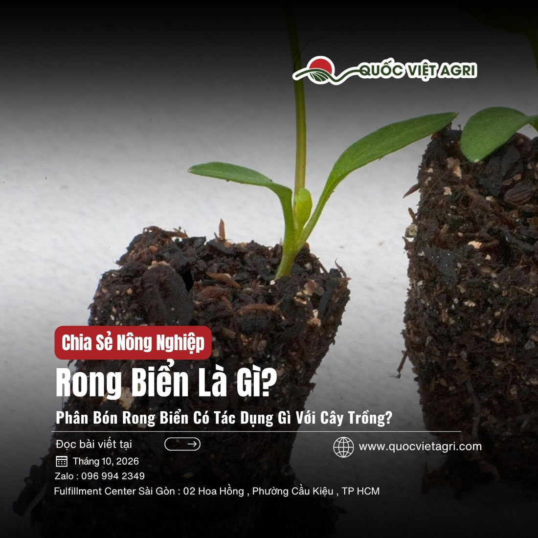 Cây con trong bầu đất với bộ rễ trắng khỏe, bài rong biển là gì và phân bón rong biển có tác dụng gì