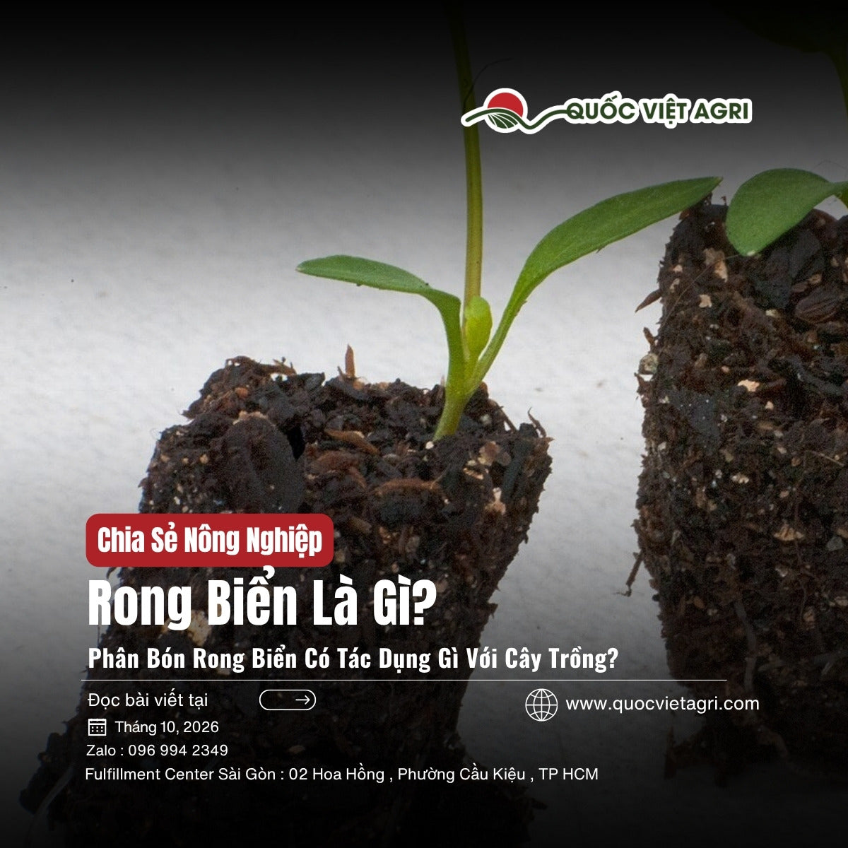 Cây con trong bầu đất với bộ rễ trắng khỏe, bài rong biển là gì và phân bón rong biển có tác dụng gì