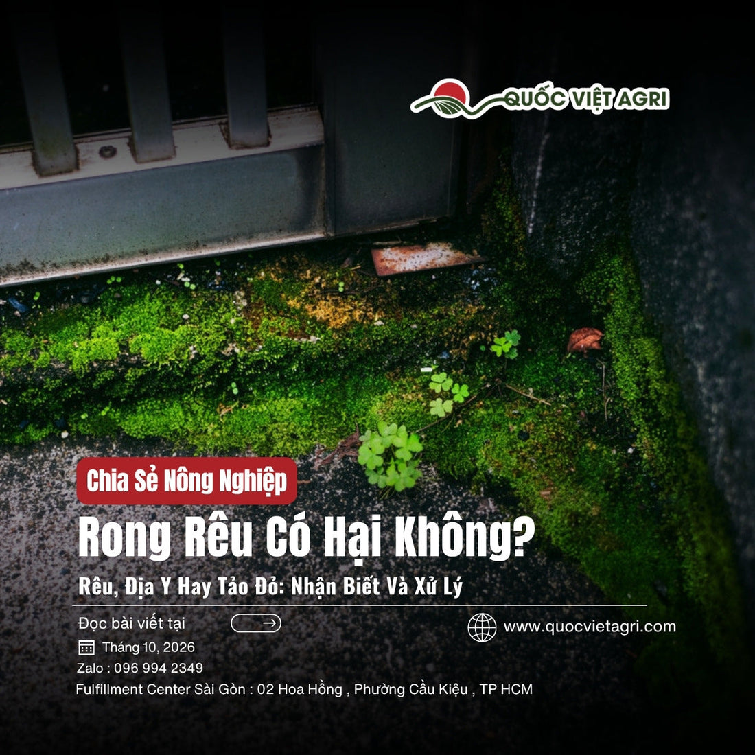 Ảnh bìa bài viết rong rêu có hại không: phân biệt rêu, địa y, tảo đỏ và cách xử lý