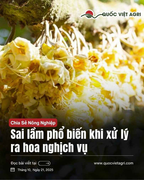 Sai lầm phổ biến khi xử lý ra hoa nghịch vụ: từ 10-60-10 đến Ca–Bo