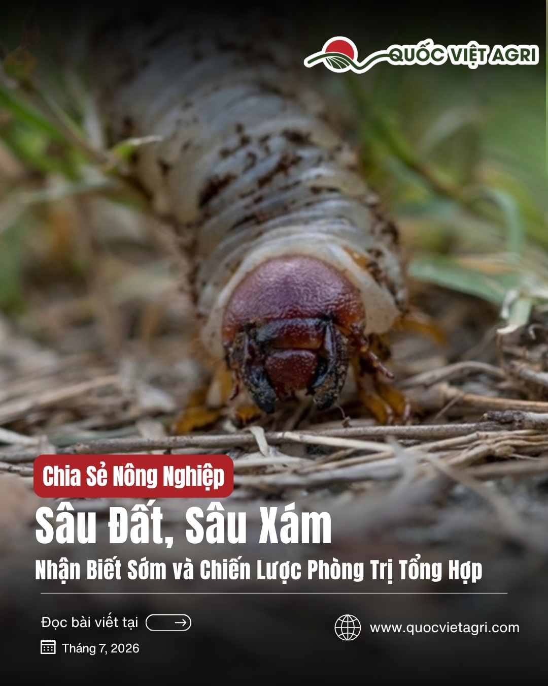 Sâu Đất, Sâu Xám Hại Cây Con: Nhận Biết Sớm và Chiến Lược Phòng Trị Tổng Hợp