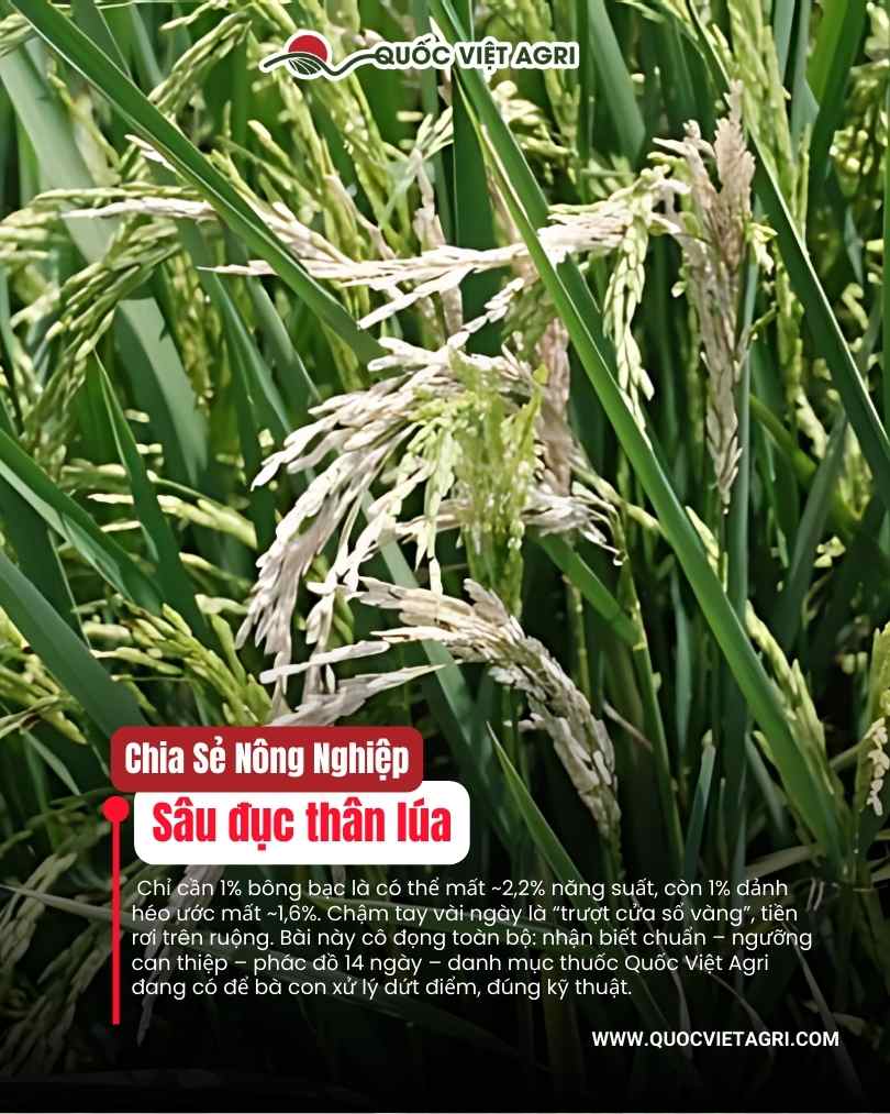 : Bông bạc — mất gạo do sâu đục thân giai đoạn làm đòng–trỗ.