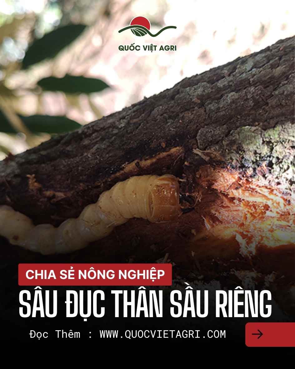 Ấu trùng sâu đục thân sầu riêng (Plocaederus ruficornis) đang phá hoại bên trong thân cây, tạo mùn gỗ và vết thương chảy nhựa – hình ảnh minh họa kỹ thuật nhận diện và phòng trừ do Quốc Việt Agri cung cấp.