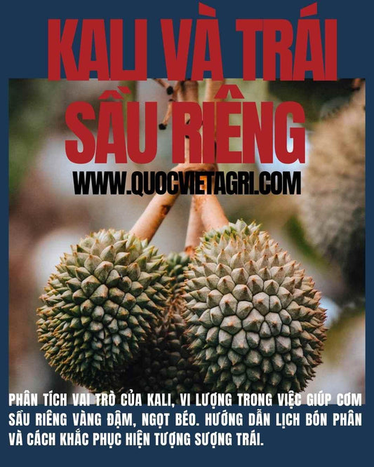 Chùm sầu riêng treo trên cành trong giai đoạn nuôi trái, da xanh, gai nhọn – thể hiện giai đoạn phát triển quan trọng của quả.
