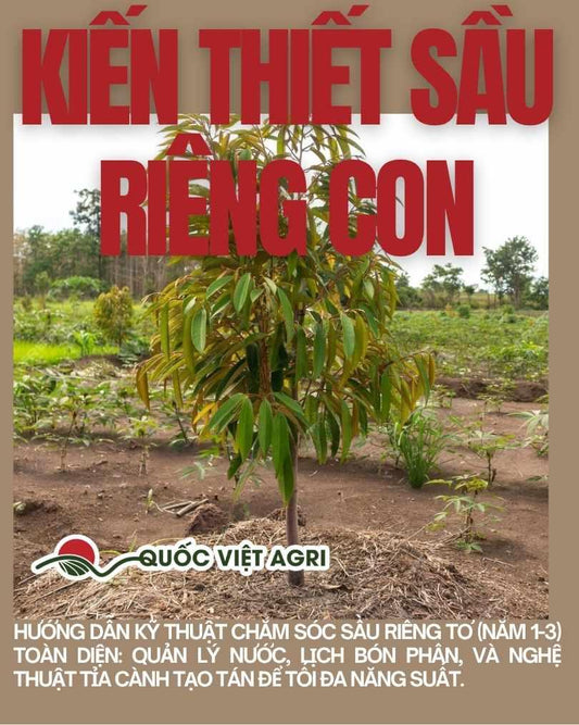 Cây sầu riêng giai đoạn kiến thiết năm 1–3 tại vườn thực tế, đất sạch, được tỉa cành và chăm sóc theo kỹ thuật tưới nước – bón phân – tạo tán, giúp tăng năng suất về sau