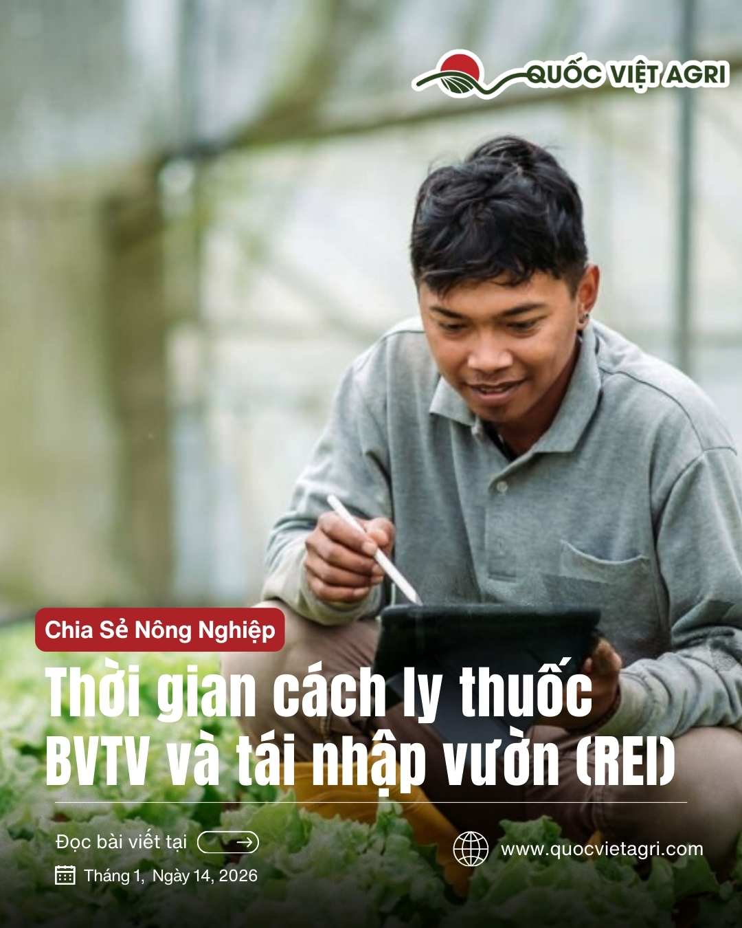 Ảnh bìa Quốc Việt Agri, giải thích thời gian cách ly thuốc BVTV và thời gian tái nhập vườn (REI), an toàn cho người và vật nuôi.