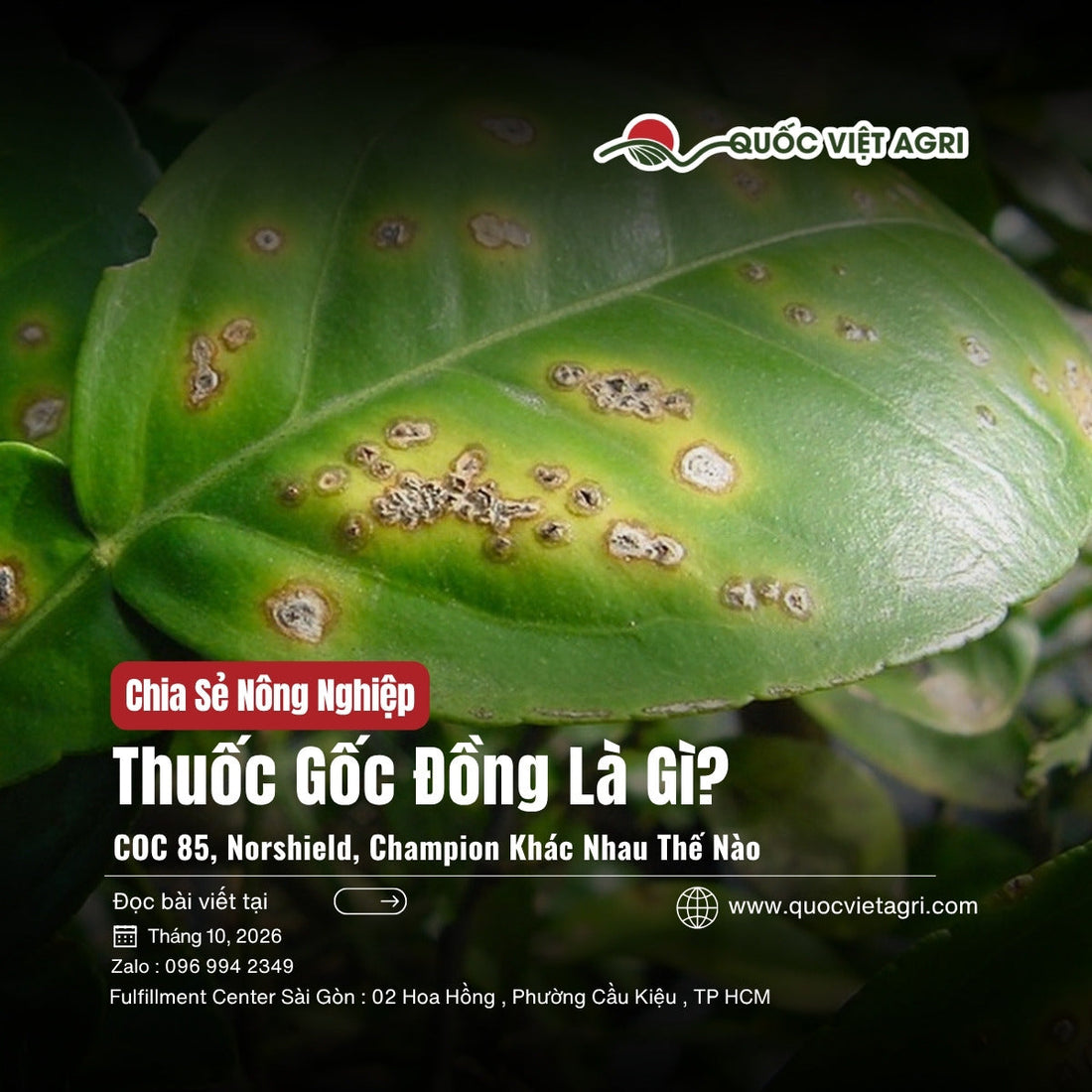 Thuốc gốc đồng là gì – lá cây có múi bị bệnh loét vi khuẩn