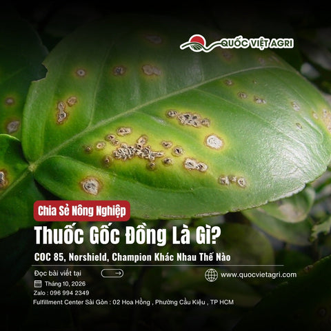 Thuốc Gốc Đồng Là Gì? COC 85, Norshield, Champion Khác Nhau Thế Nào