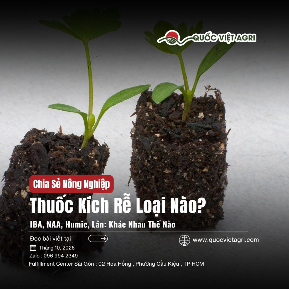 Cây con trong bầu đất với rễ trắng, thuốc kích rễ loại nào
