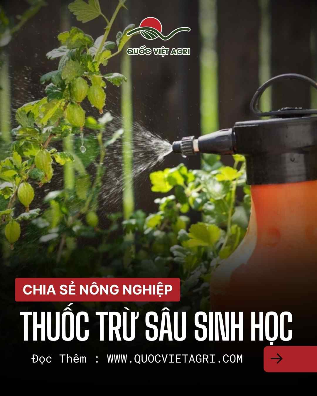 Người nông dân phun thuốc trừ sâu sinh học trên cây trồng để bảo vệ rau quả an toàn và thân thiện môi trường.