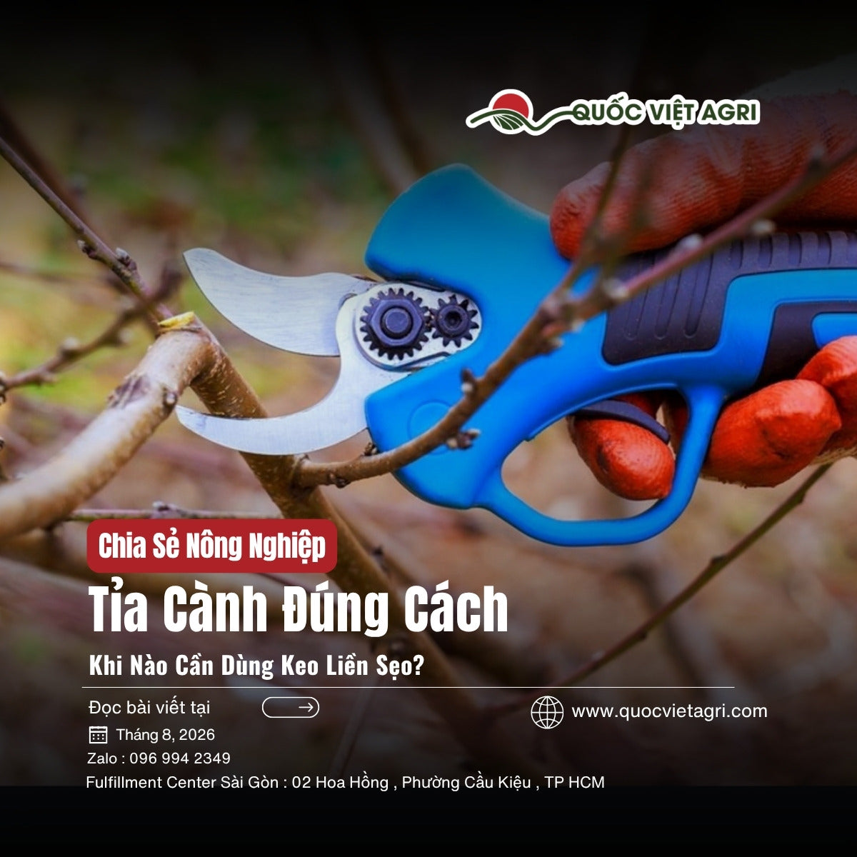 Tỉa cành đúng cách và keo liền sẹo - ảnh bìa bài viết QVA