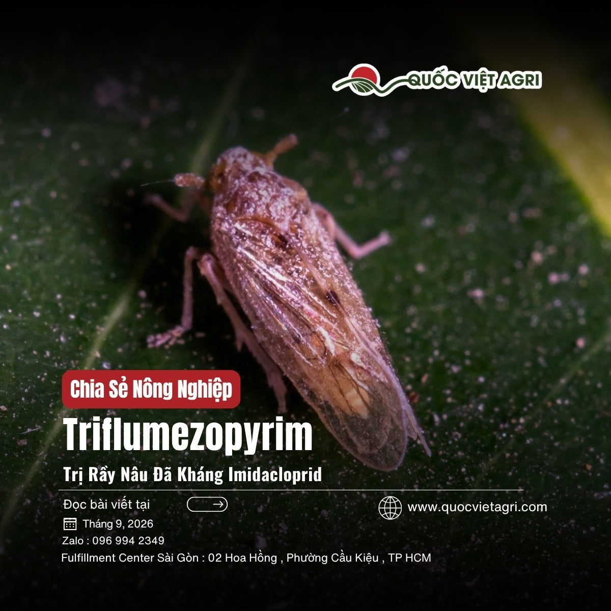 Triflumezopyrim là gì – rầy nâu trưởng thành trên lá