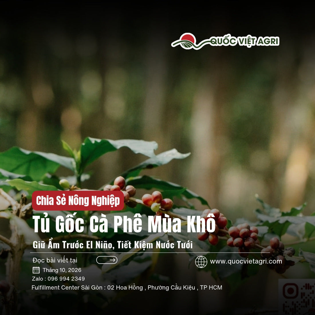 Tủ gốc cà phê trước mùa khô El Niño: cành cà phê ra trái, nền đất và lá rụng dưới tán vườn Tây Nguyên