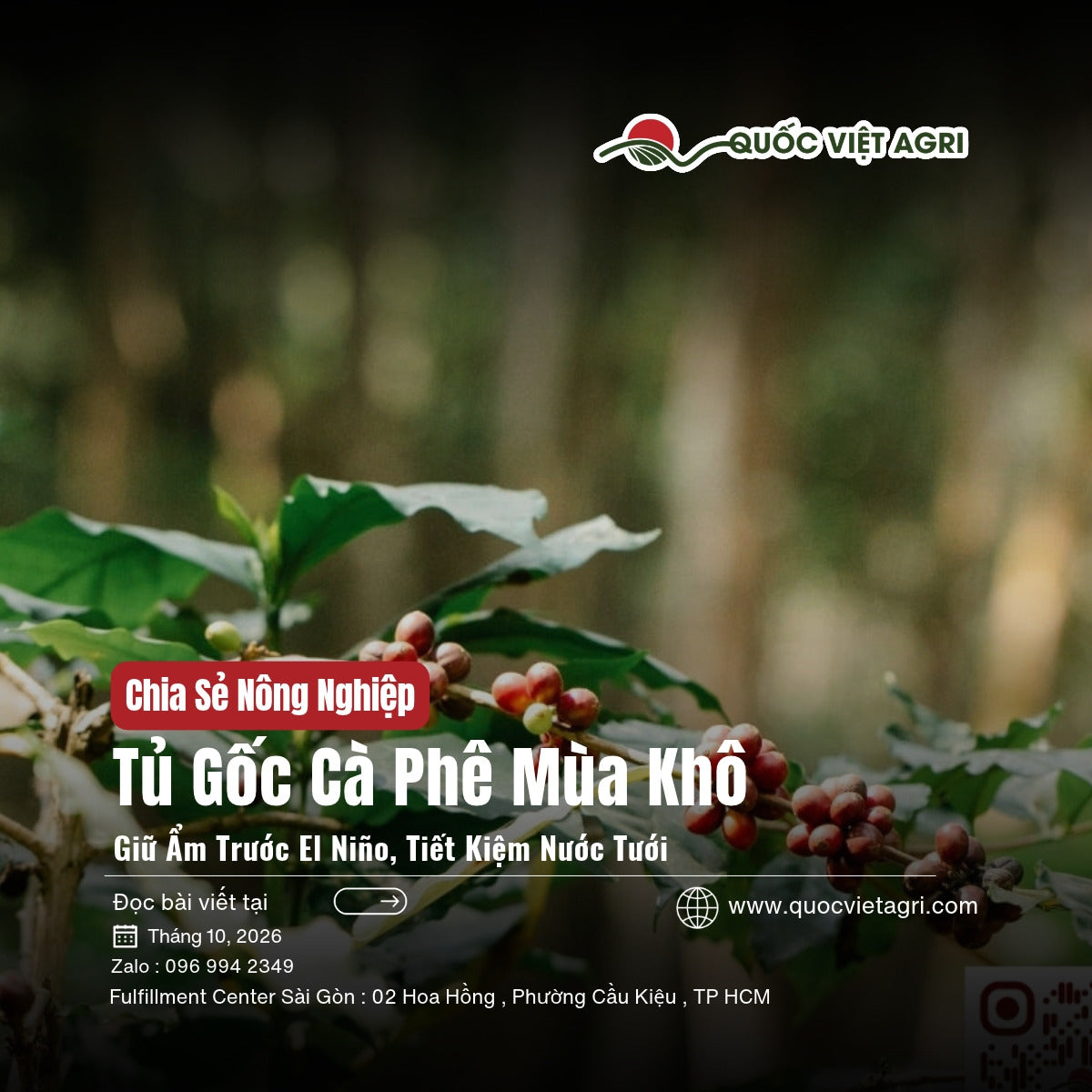 Tủ gốc cà phê trước mùa khô El Niño: cành cà phê ra trái, nền đất và lá rụng dưới tán vườn Tây Nguyên
