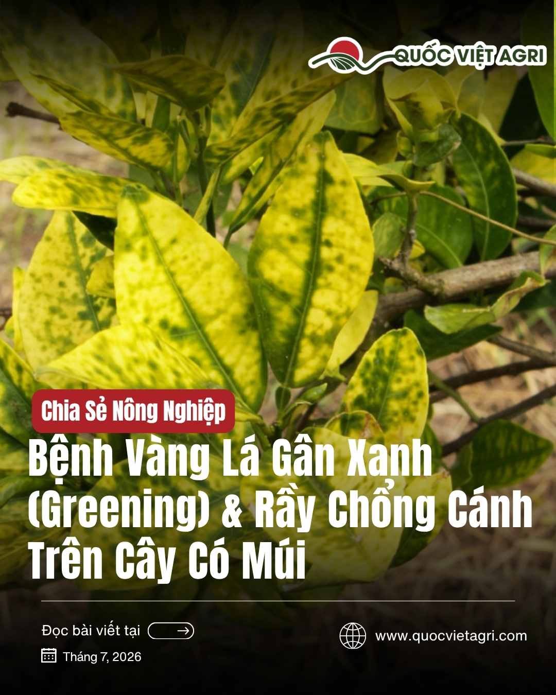 Ảnh bìa bài viết Bệnh Vàng Lá Gân Xanh (Greening) & Rầy Chổng Cánh trên cây có múi — lá cam vàng loang lổ, của Quốc Việt Agri